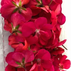 Пищевые цветы МИКС (Фиалка, Виола, Бегония, Герань, Гвоздика)